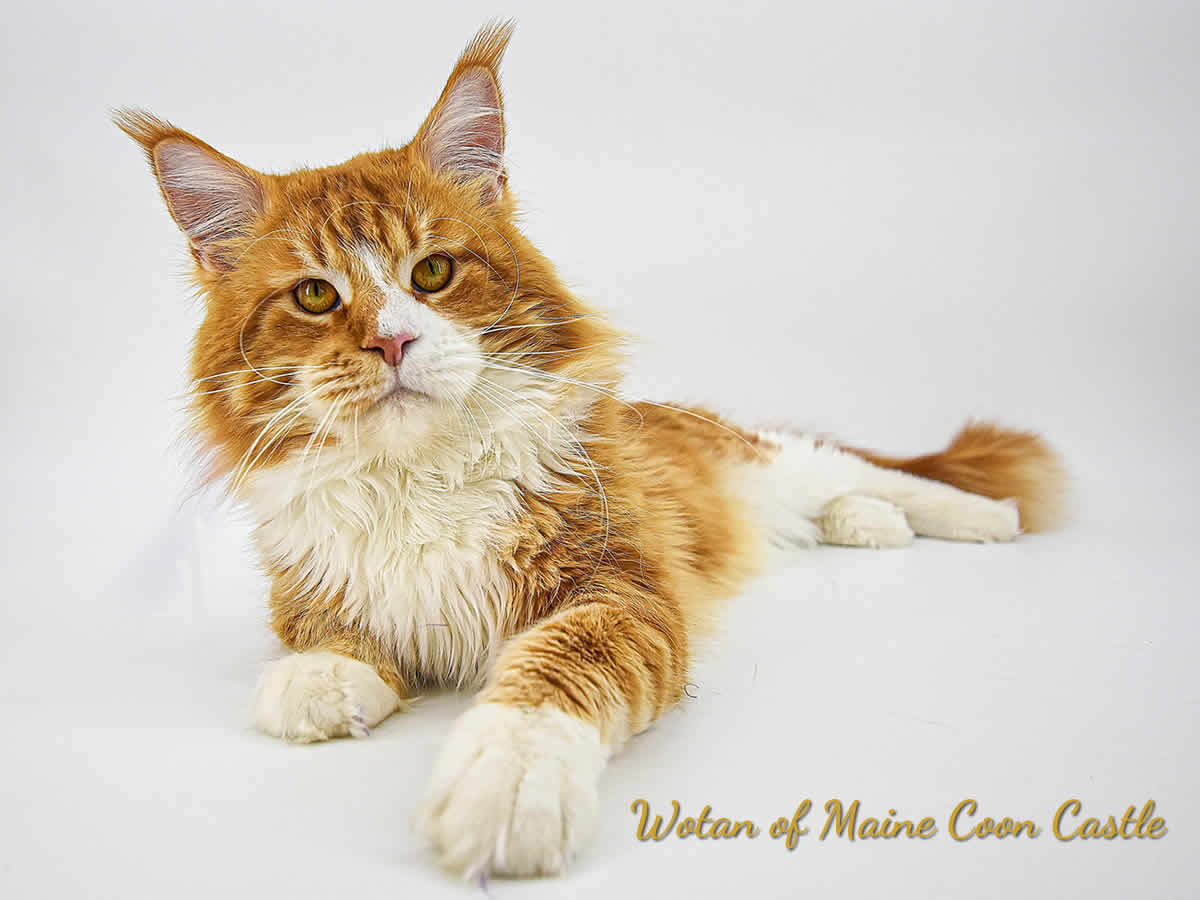 Wotan of Maine Coon Castle Wotan of Maine Coon Castle