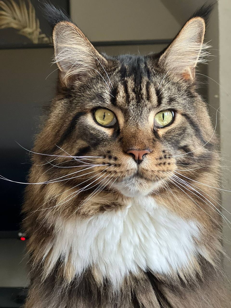 Xavier of MCC der Matz Xavier of MCC der Matz