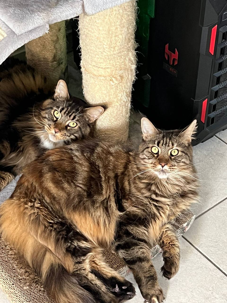 Xavier und Xola of MCC Xavier und Xola of MCC