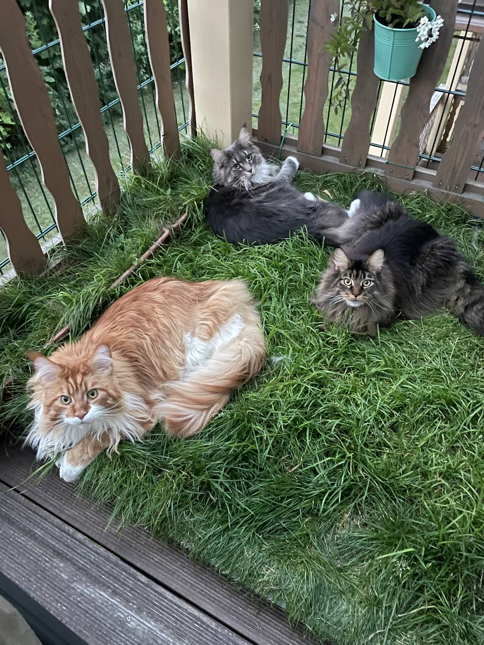 Xira, Darky und Erik of MCC Xira, Darky und Erik of MCC