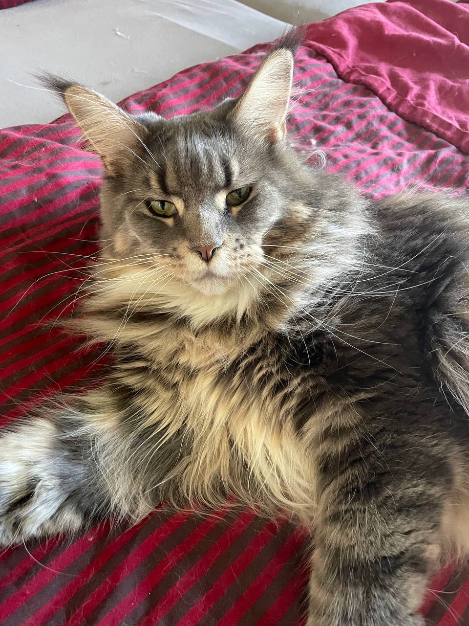 Xira of MCC die Pummelfee Xira of MCC die Pummelfee