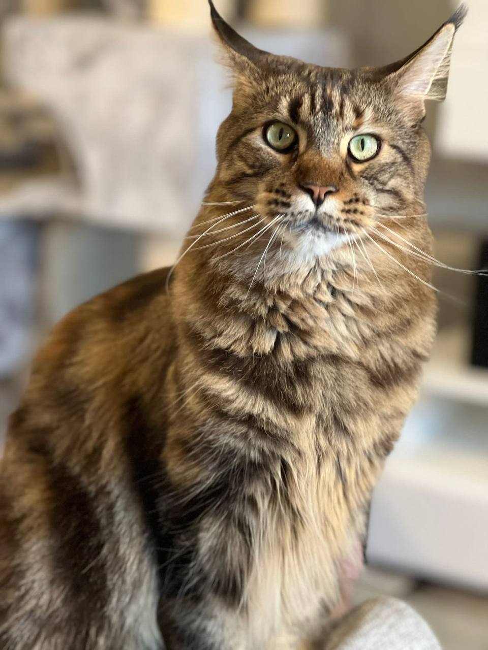 Xola of MCC die Püppi Xola of MCC die Püppi