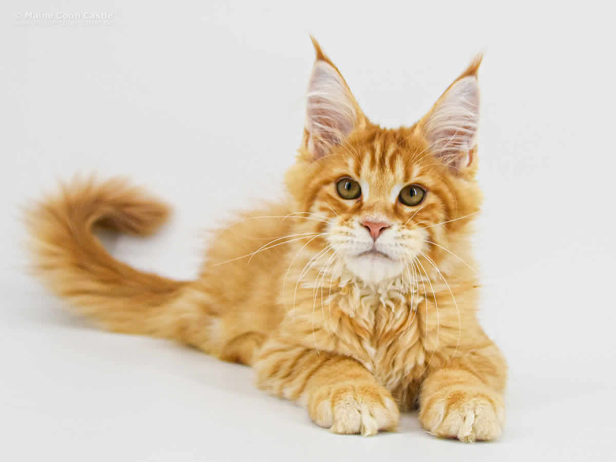 Adam of Maine Coon Castle Adam of Maine Coon Castle