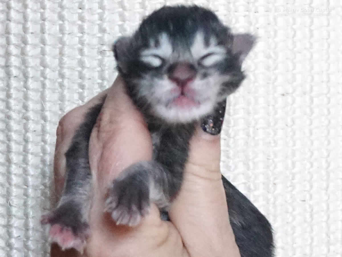 Adele 1 Tag Adele 1 Tag