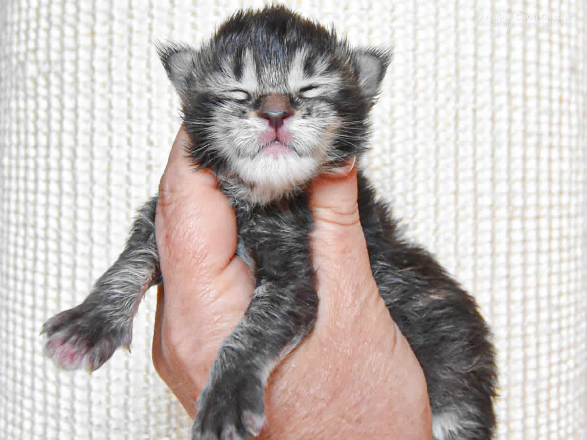 Adele 1 Woche, 241g Adele 1 Woche