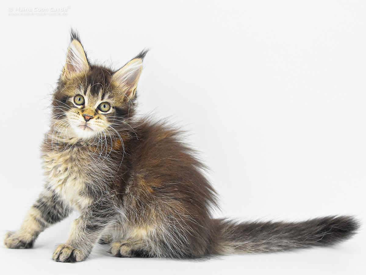 Adele 10 Wochen, 1146g Adele 10 Wochen