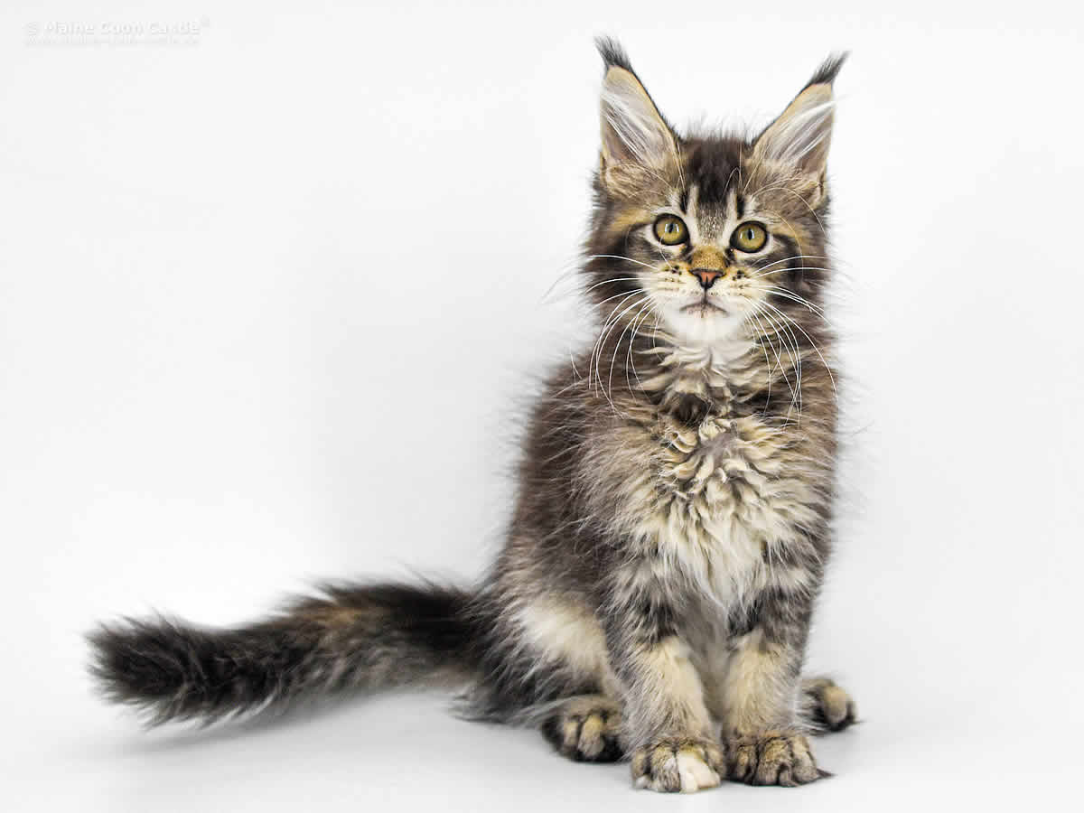 Adele 12 Wochen, 1480g Adele 12 Wochen