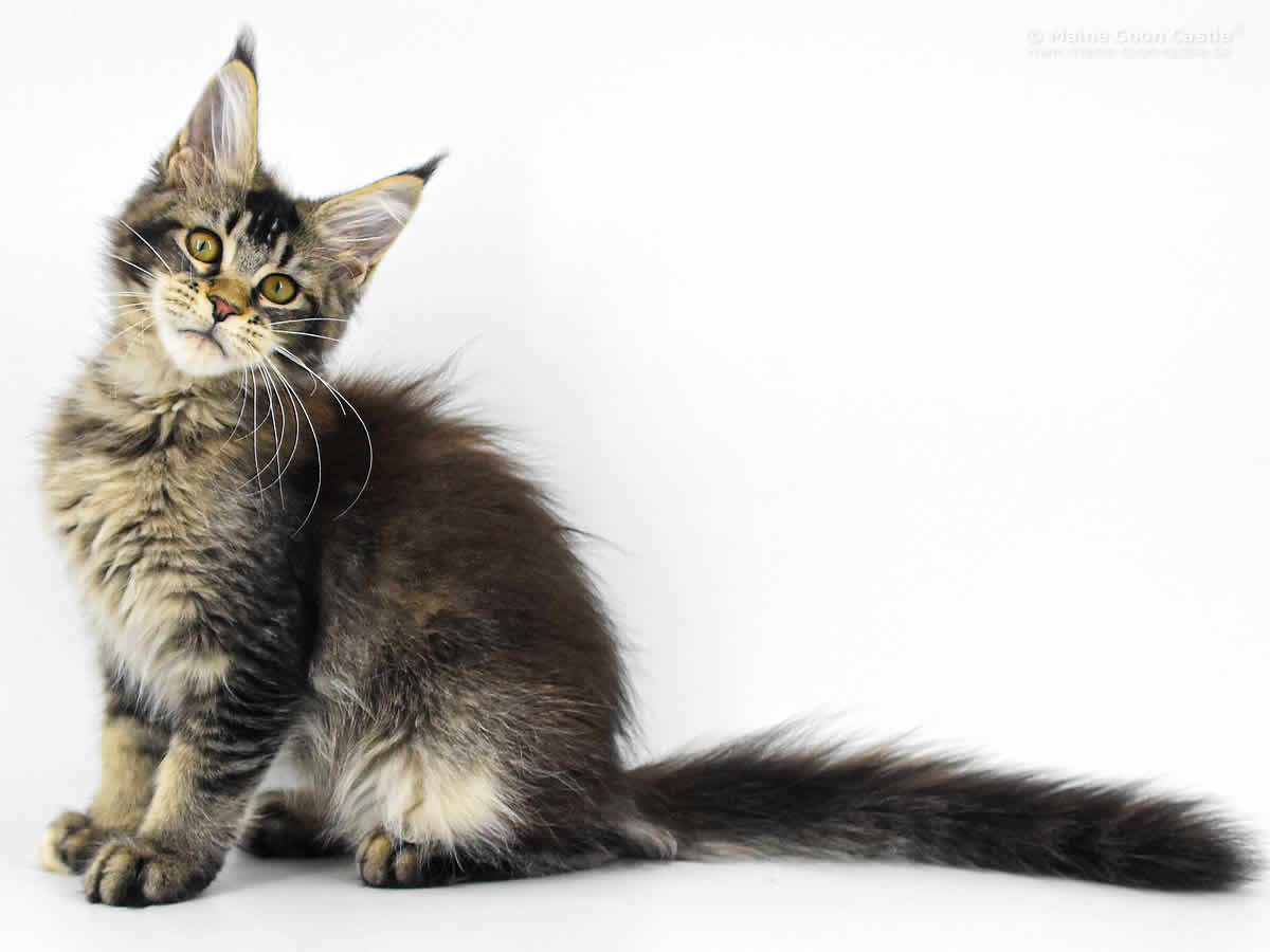 Adele of Maine Coon Castle Adele of Maine Coon Castle