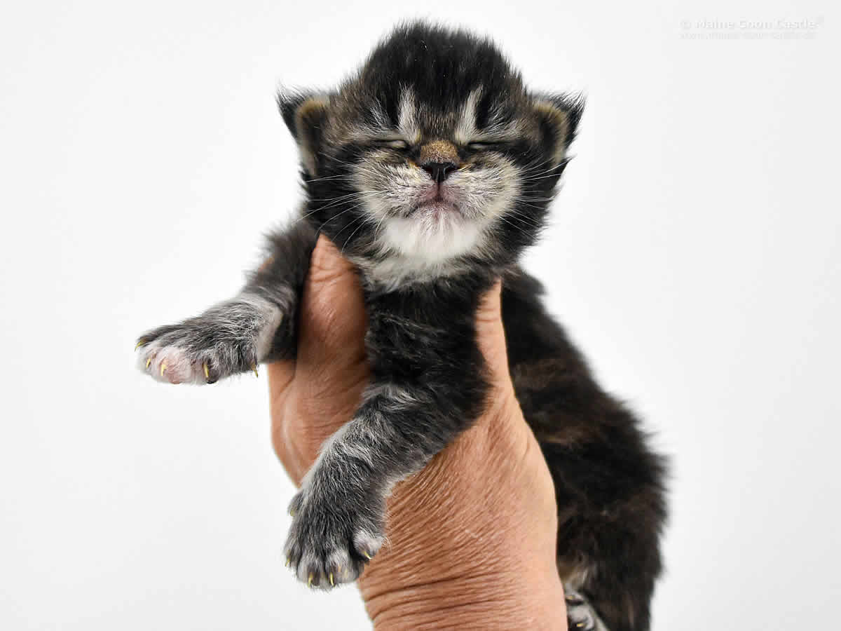 Adele 2 Wochen, 336g Adele 2 Wochen