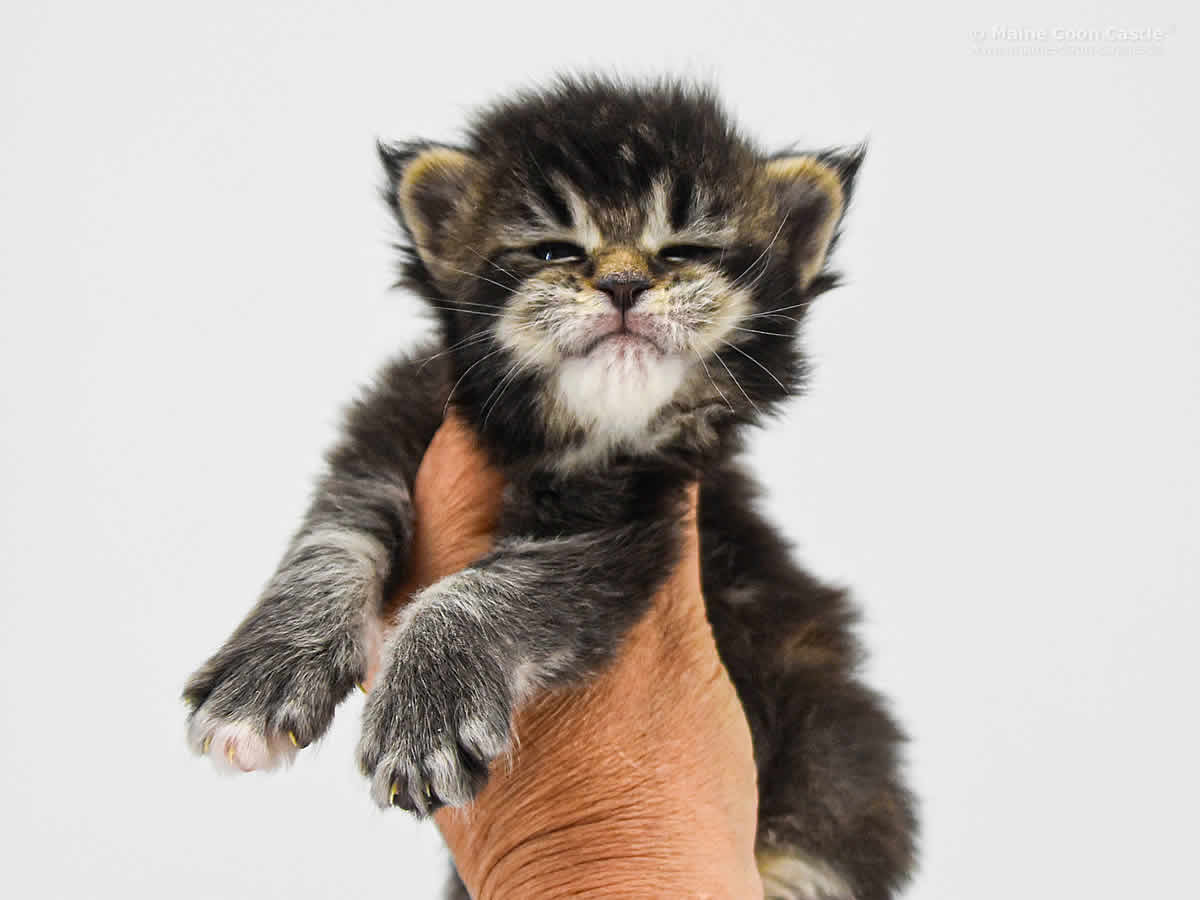 Adele 3 Wochen, 467g Adele 3 Wochen