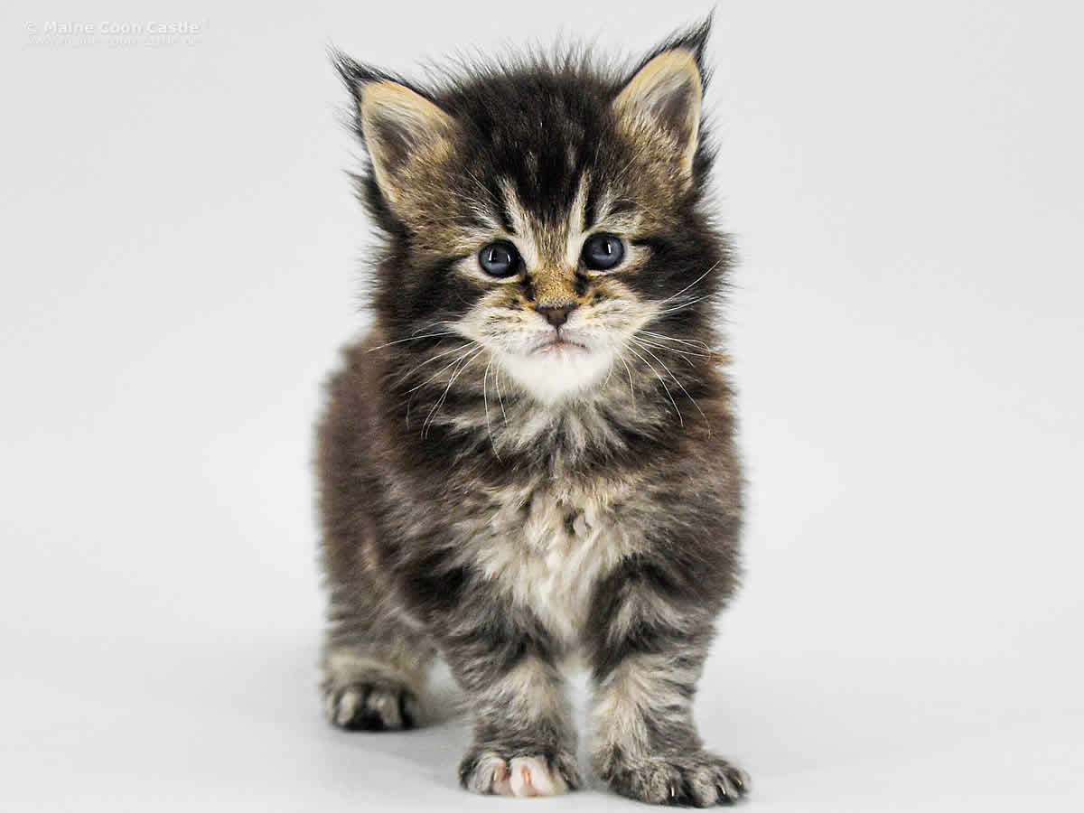 Adele 4 Wochen, 467g Adele 4 Wochen