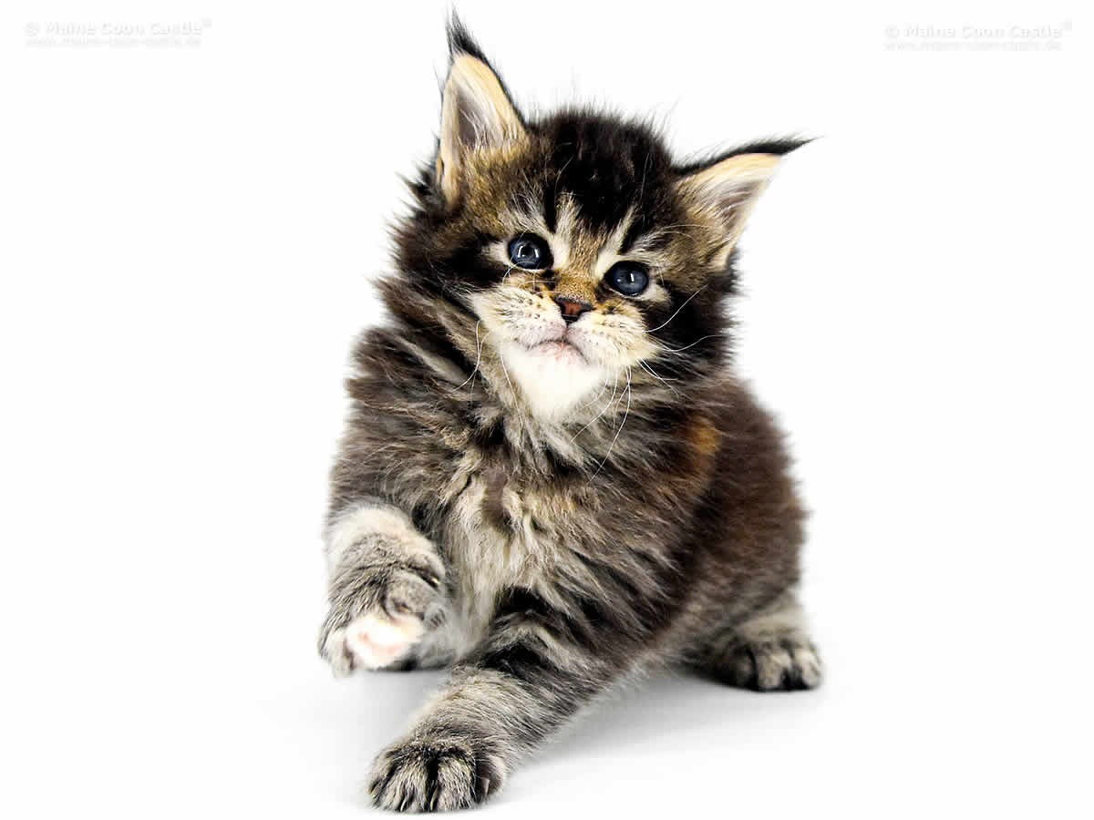 Adele 5 Wochen, 585g Adele 5 Wochen