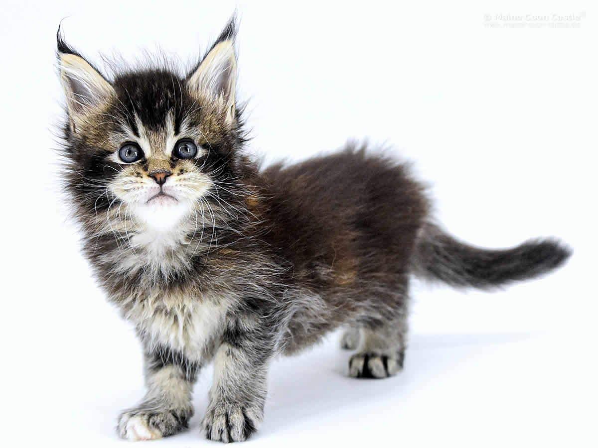 Adele 6 Wochen, 682g Adele 6 Wochen