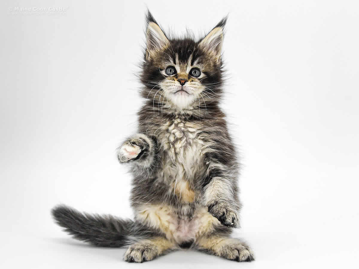 Adele 7 Wochen, 740g Adele 7 Wochen