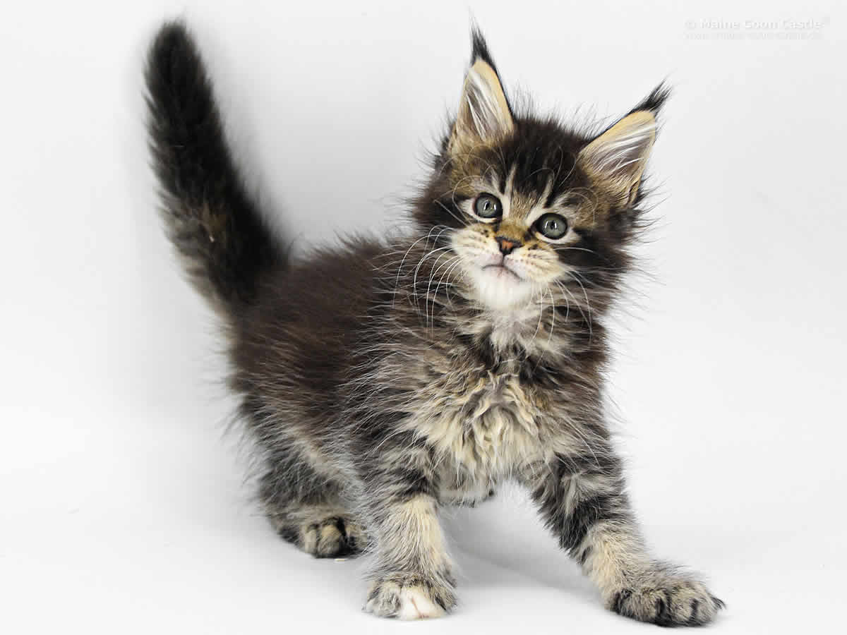 Adele 8 Wochen, 800g Adele 8 Wochen