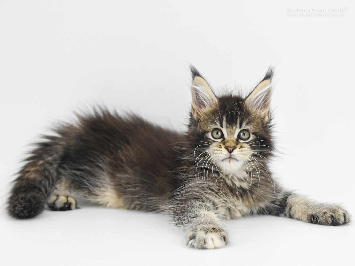 Adele 9 Wochen, 1025g Adele 9 Wochen