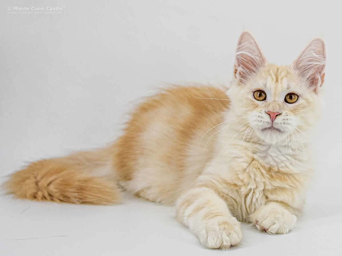 Alex of Maine Coon Castle Alex of Maine Coon Castle