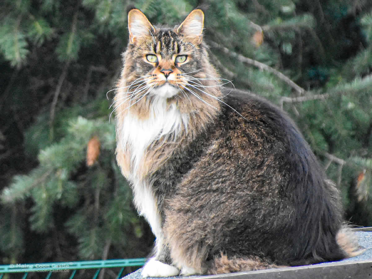 Bertha of Maine Coon Castle Bertha of Maine Coon Castle