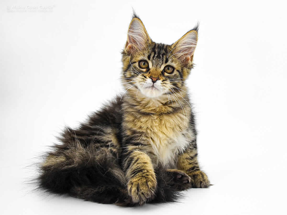 Betsy of Maine Coon Castle Betsy of Maine Coon Castle