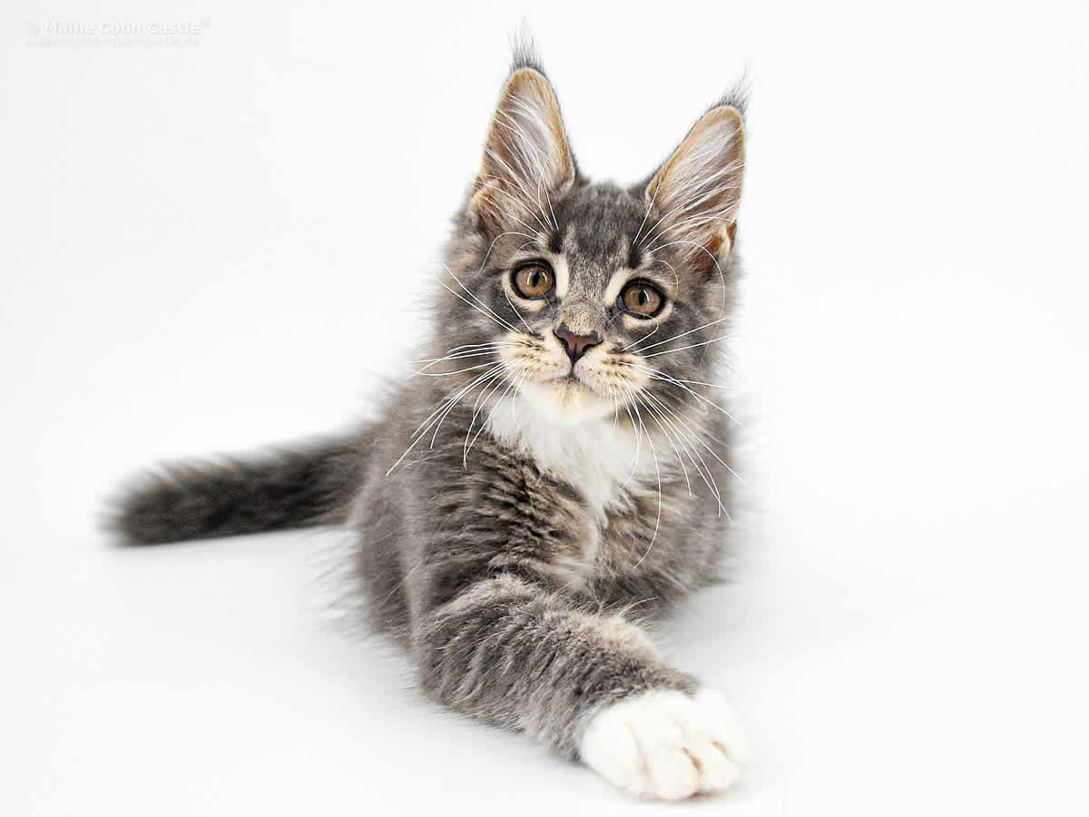 Bodo of Maine Coon Castle Bodo of Maine Coon Castle