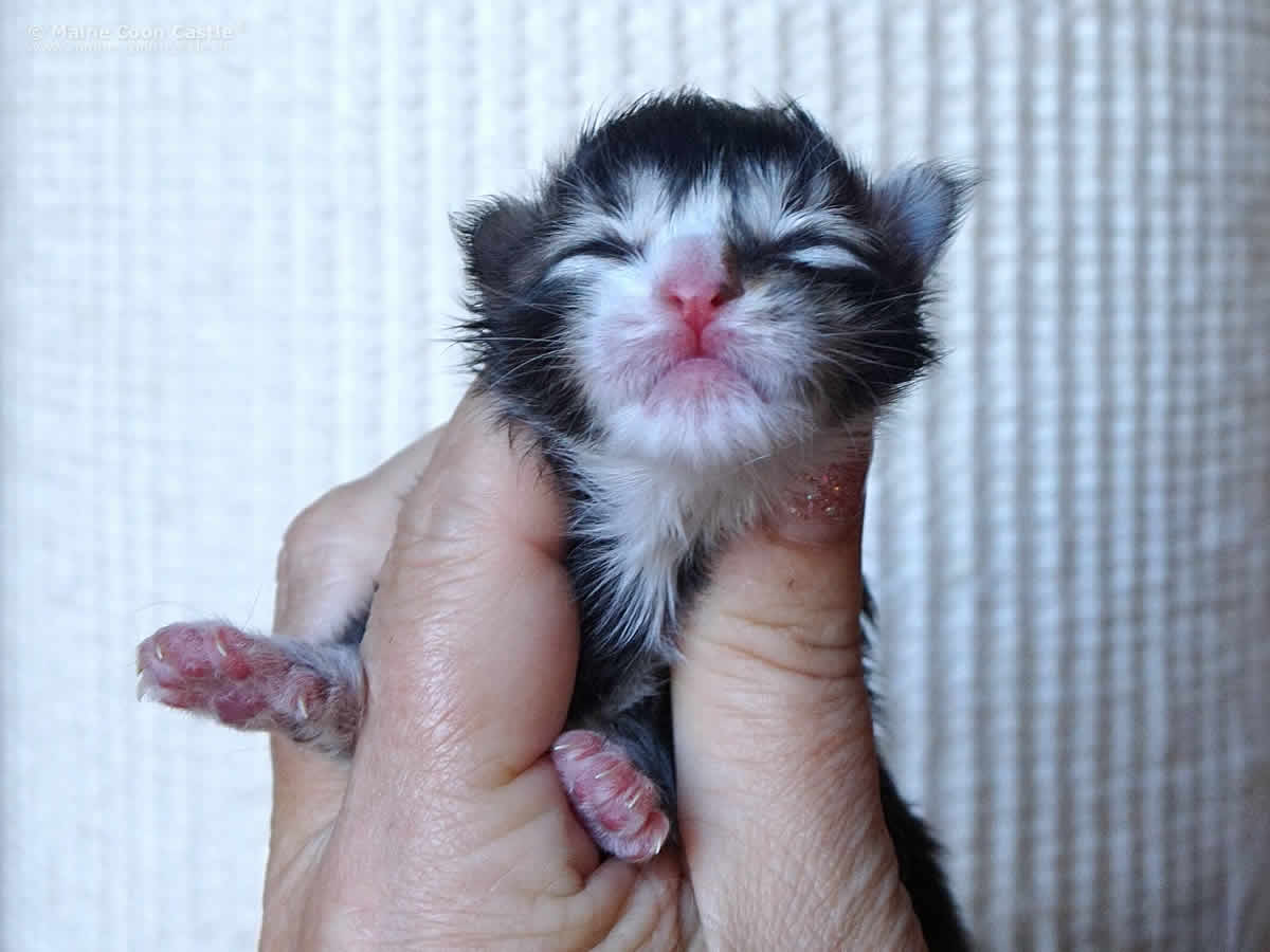 Carles 1 Tag Carles 1 Tag