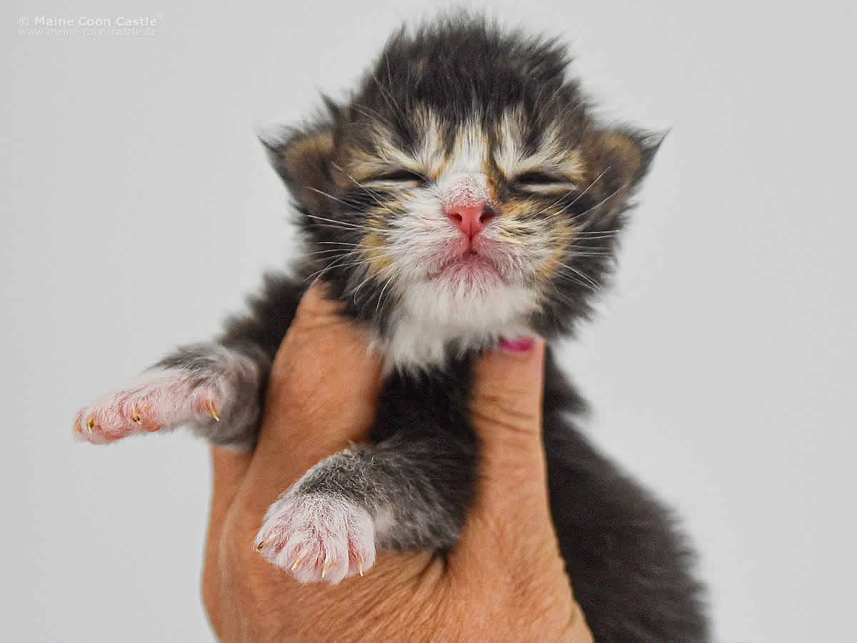 Carles 1 Woche, 228g Carles 1 Woche