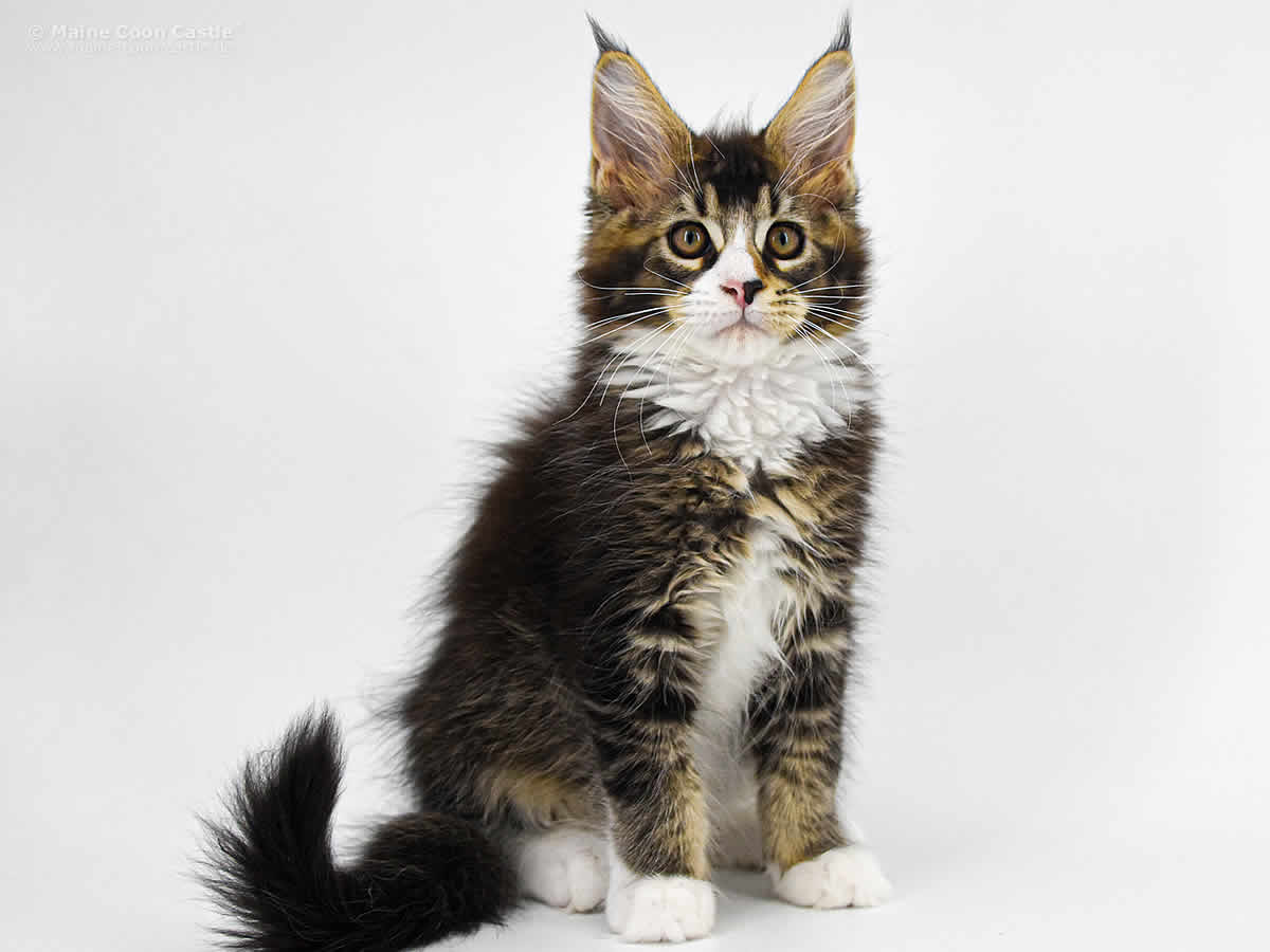 Carles of Maine Coon Castle Carles of Maine Coon Castle
