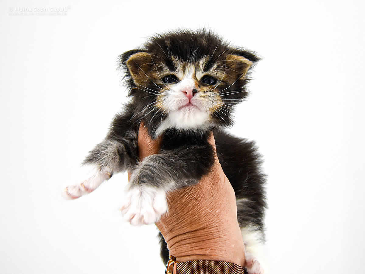 Carles 3 Wochen, 420g Carles 3 Wochen