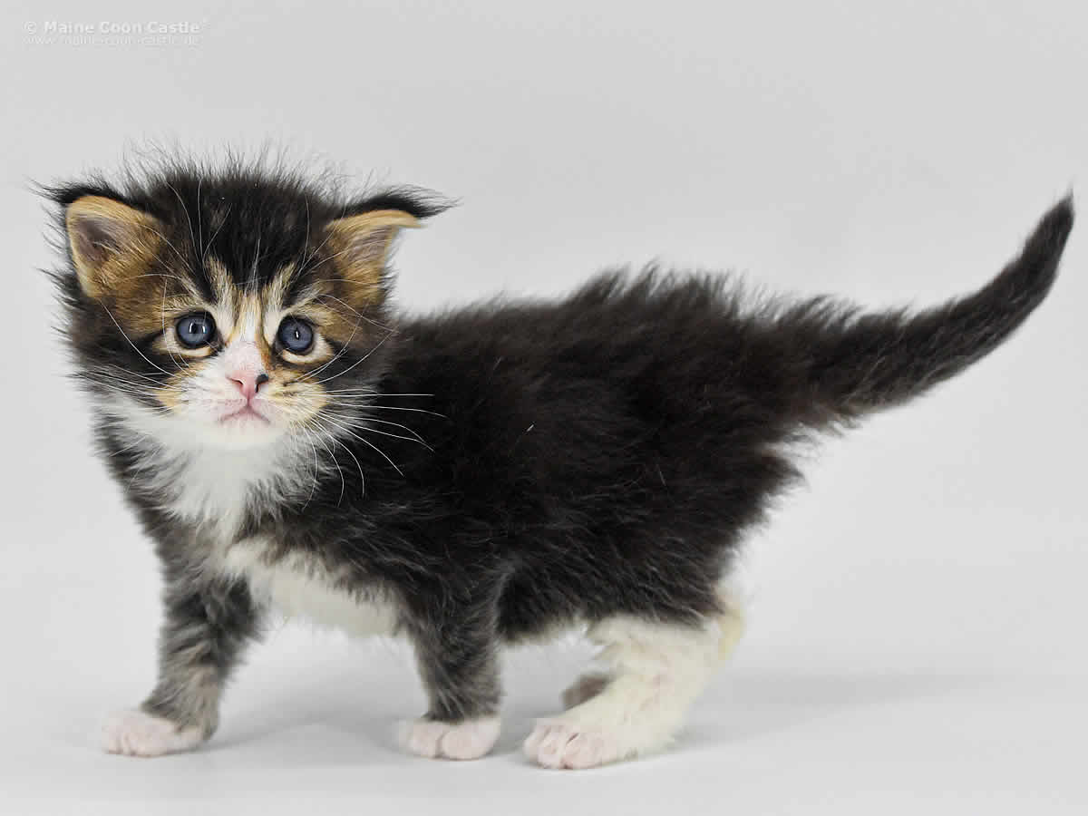 Carles 4 Wochen, 477g Carles 4 Wochen