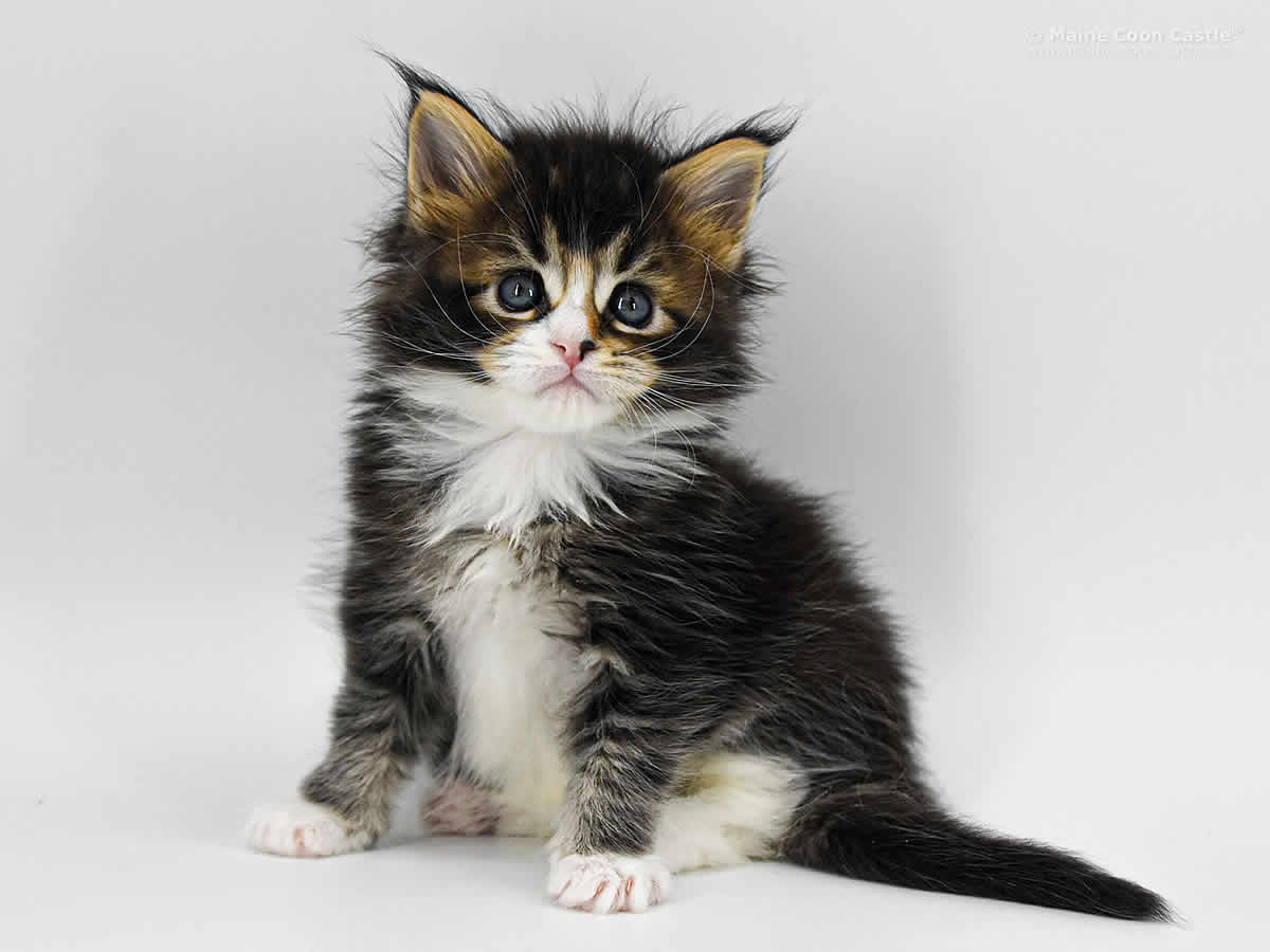 Carles 5 Wochen, 515g Carles 5 Wochen