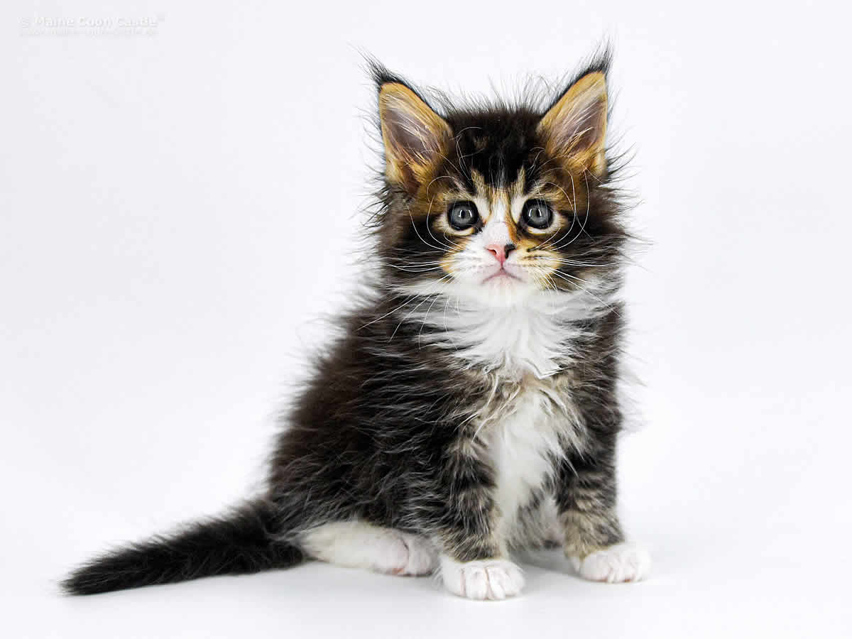 Carles 6 Wochen, 715g Carles 6 Wochen