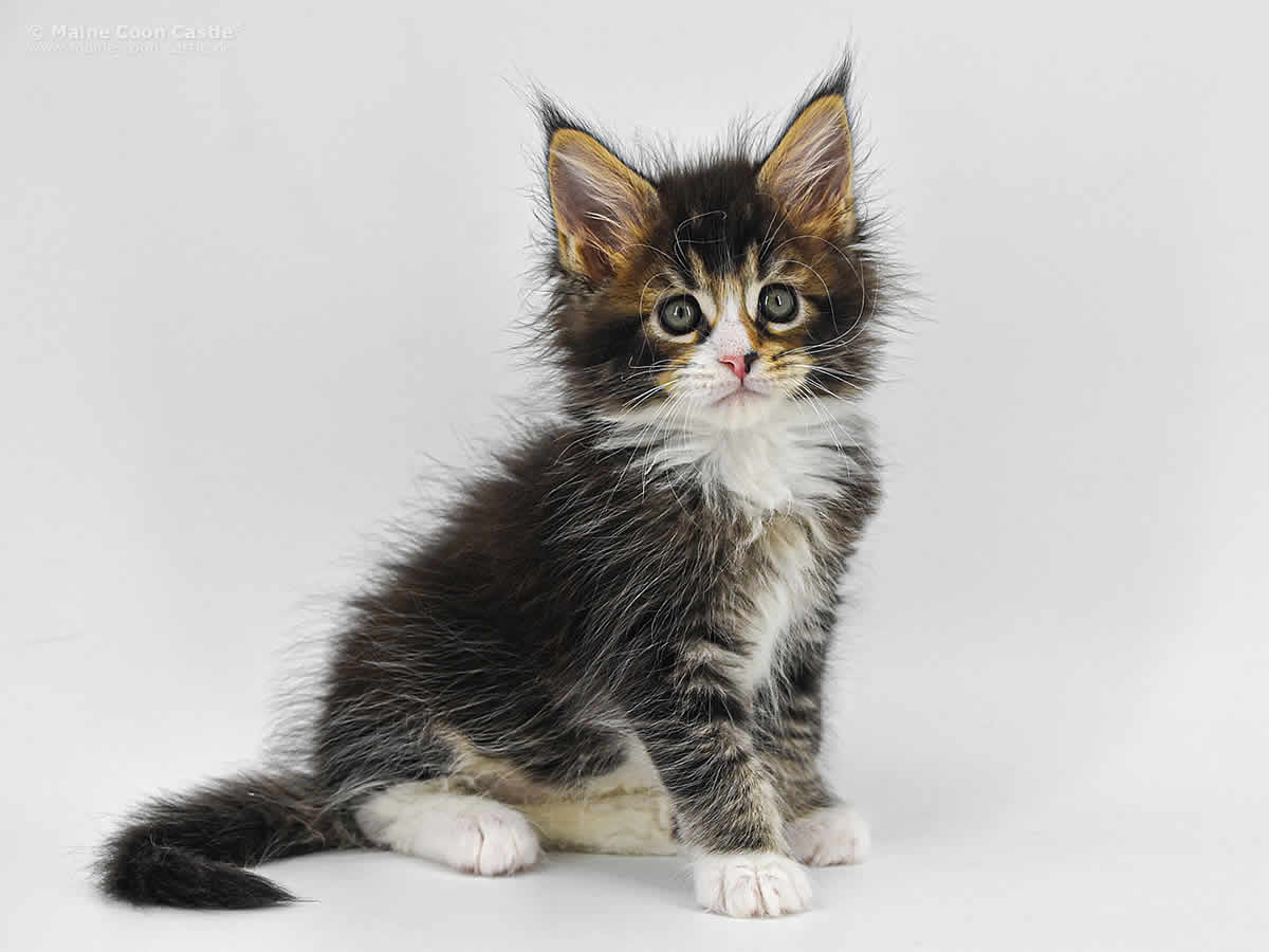 Carles 7 Wochen, 915g Carles 7 Wochen