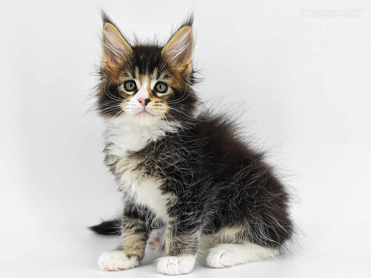 Carles 8 Wochen, 1085g Carles 8 Wochen