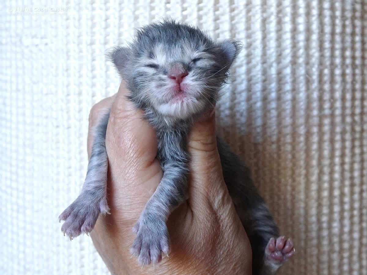 Caro 1 Tag Caro 1 Tag