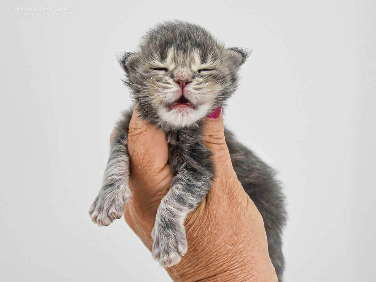 Caro 1 Woche, 247g Caro 1 Woche