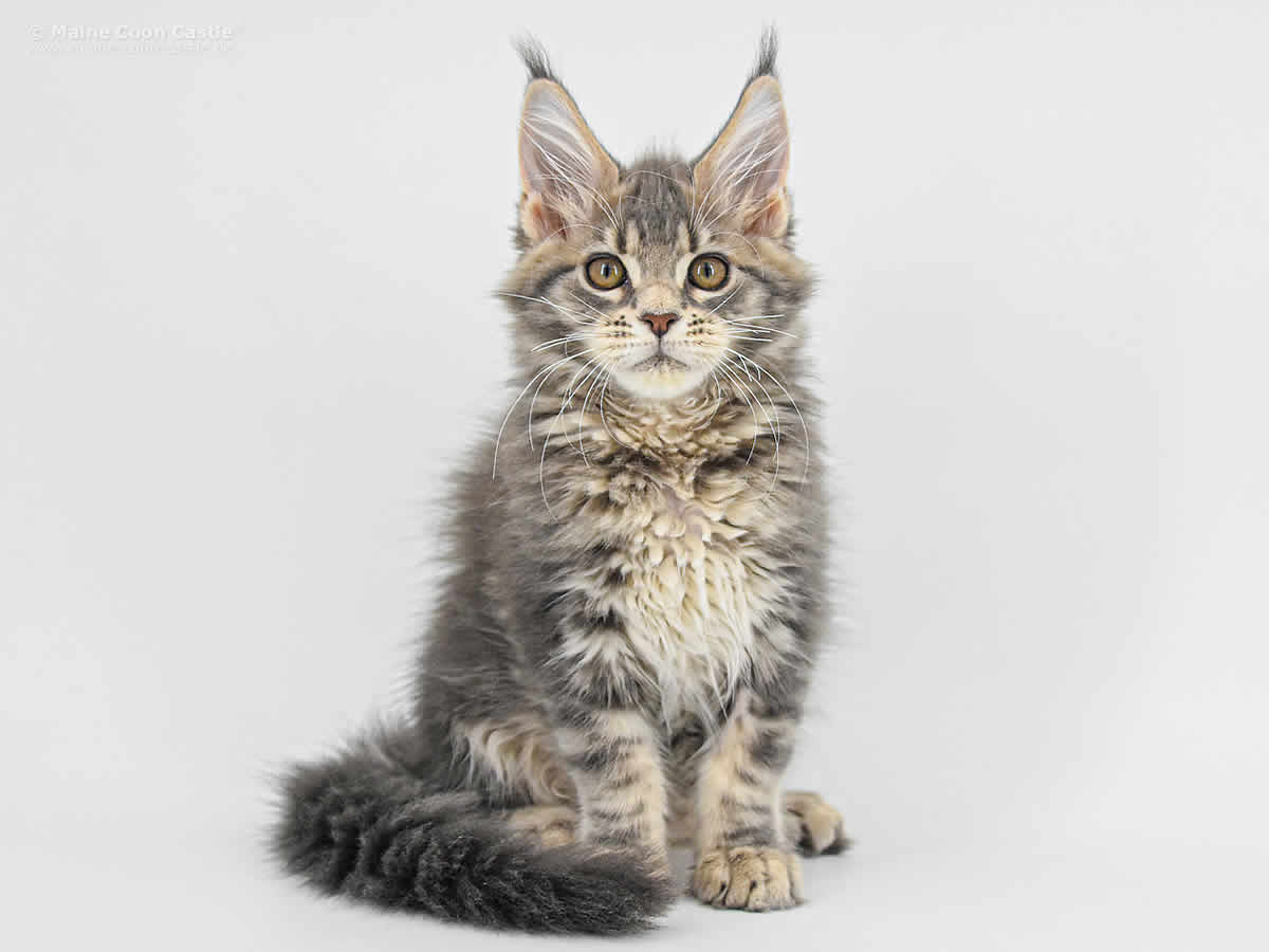 Caro 12 Wochen, 1855g Caro 12 Wochen