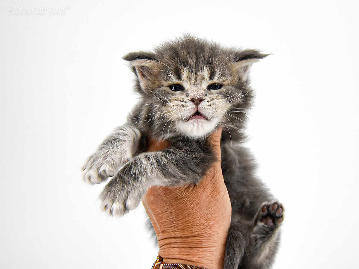 Caro 3 Wochen, 427g Caro 3 Wochen