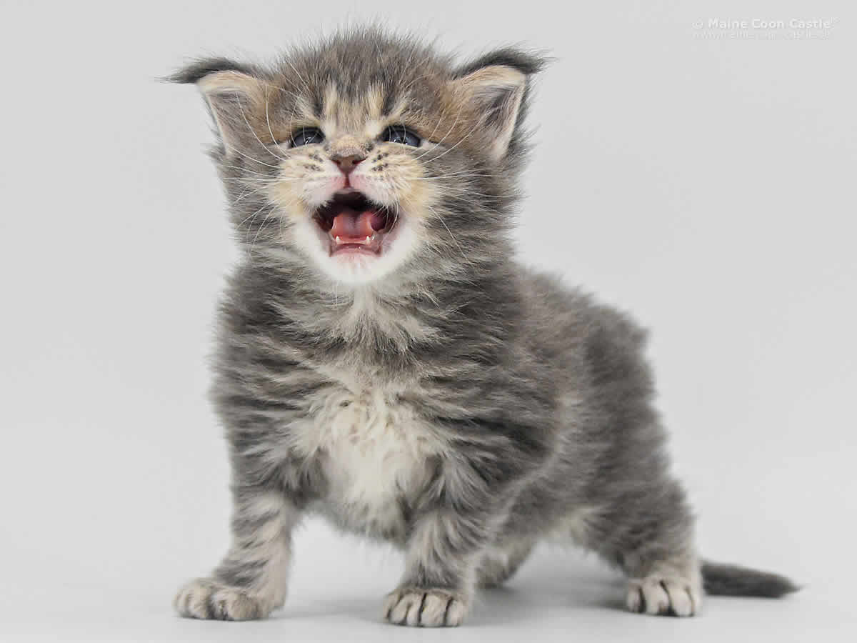 Caro 4 Wochen, 580g Caro 4 Wochen