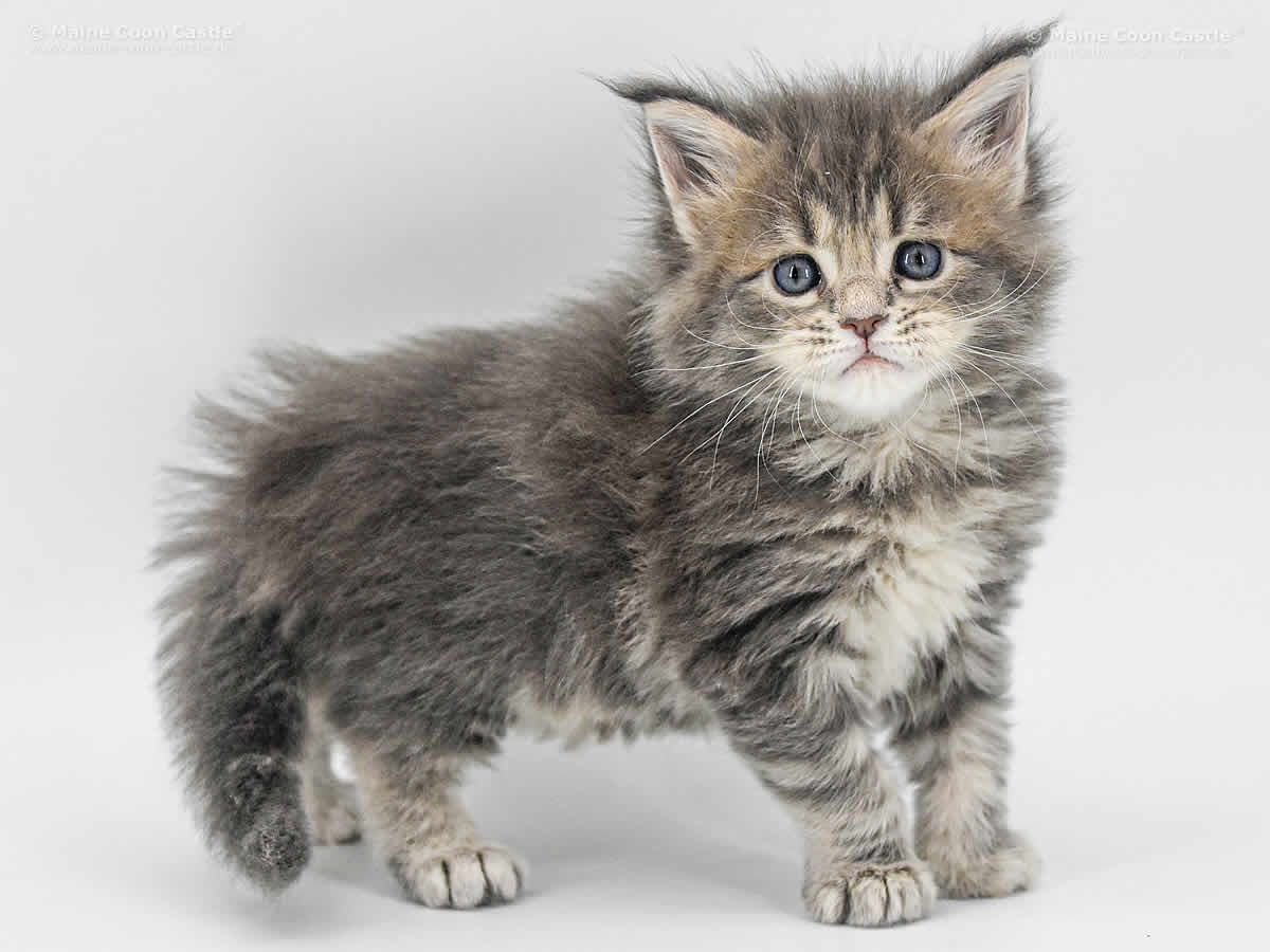 Caro 5 Wochen, 601g Caro 5 Wochen