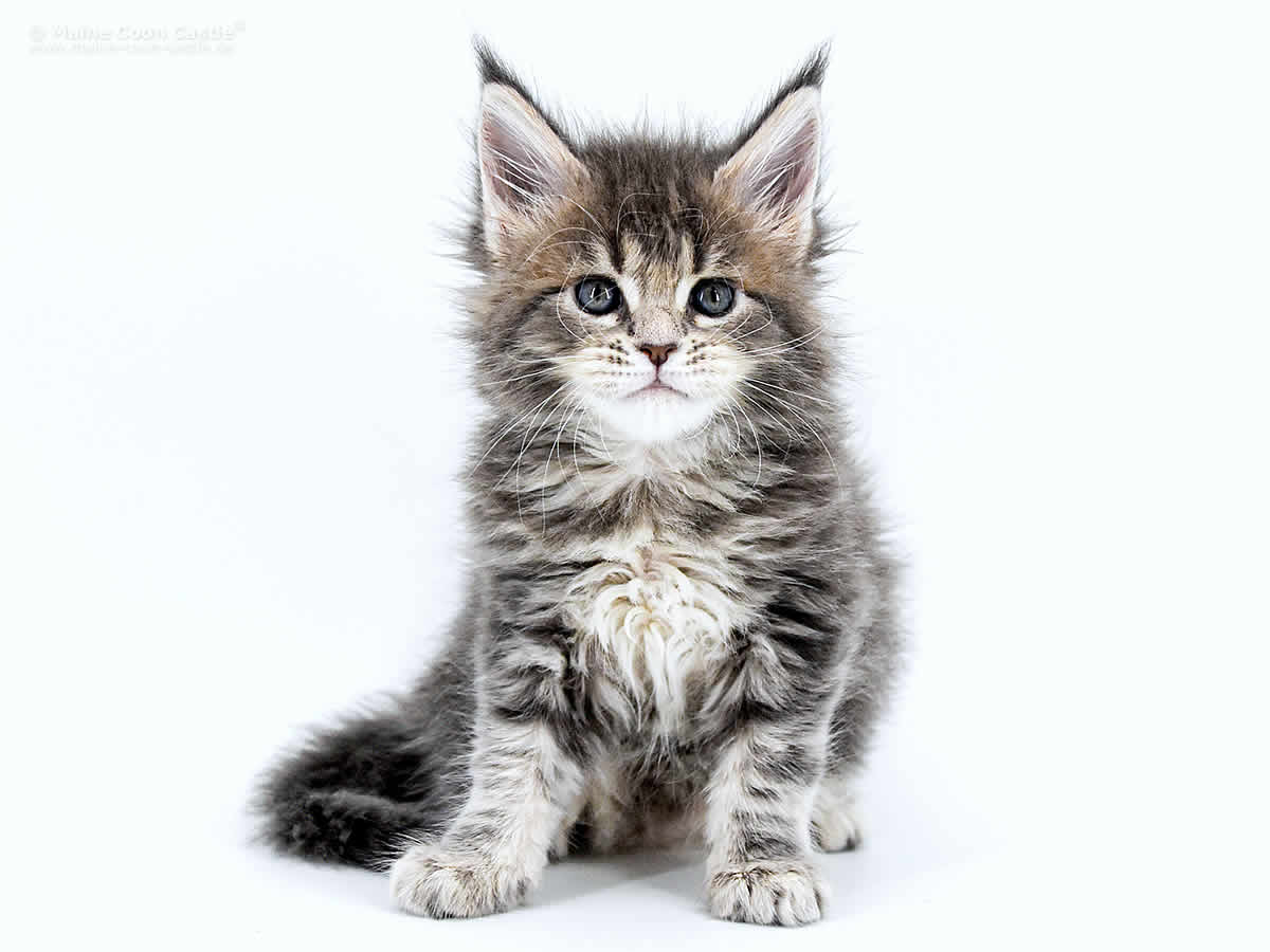 Caro 6 Wochen, 755g Caro 6 Wochen