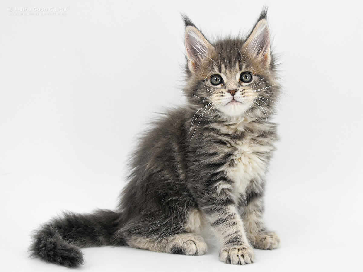 Caro 7 Wochen, 895g Caro 7 Wochen