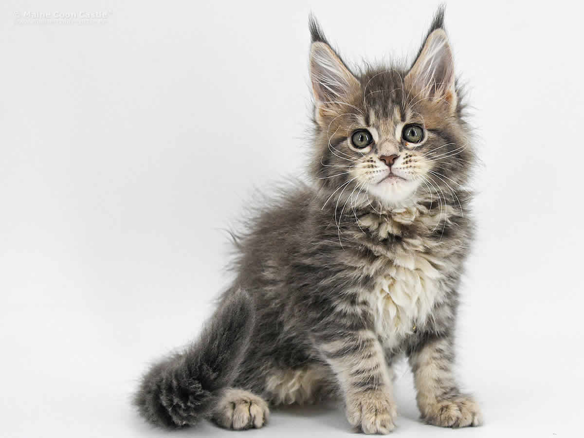 Caro 8 Wochen, 1130g Caro 8 Wochen