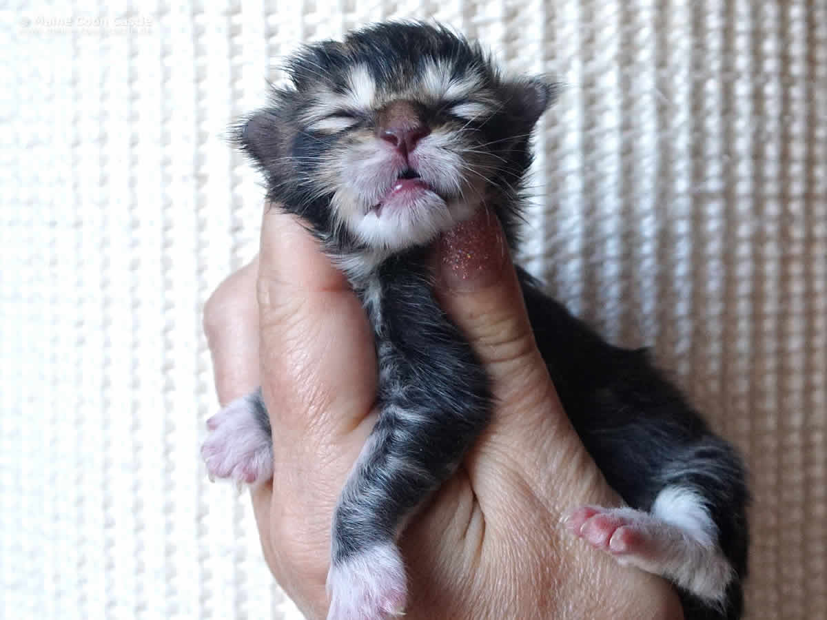 Cyrus 1 Tag Cyrus 1 Tag