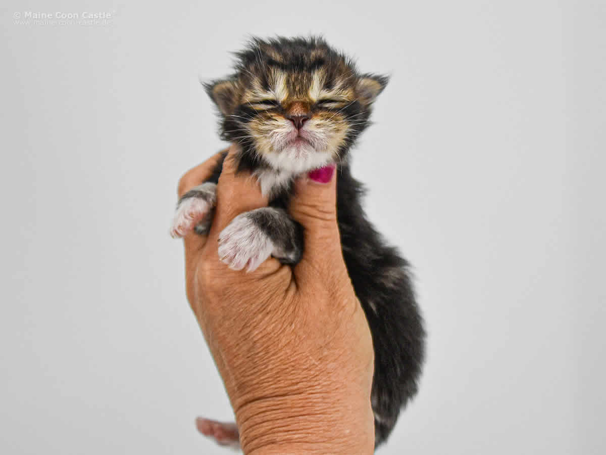 Cyrus 1 Woche, 232g Cyrus 1 Woche