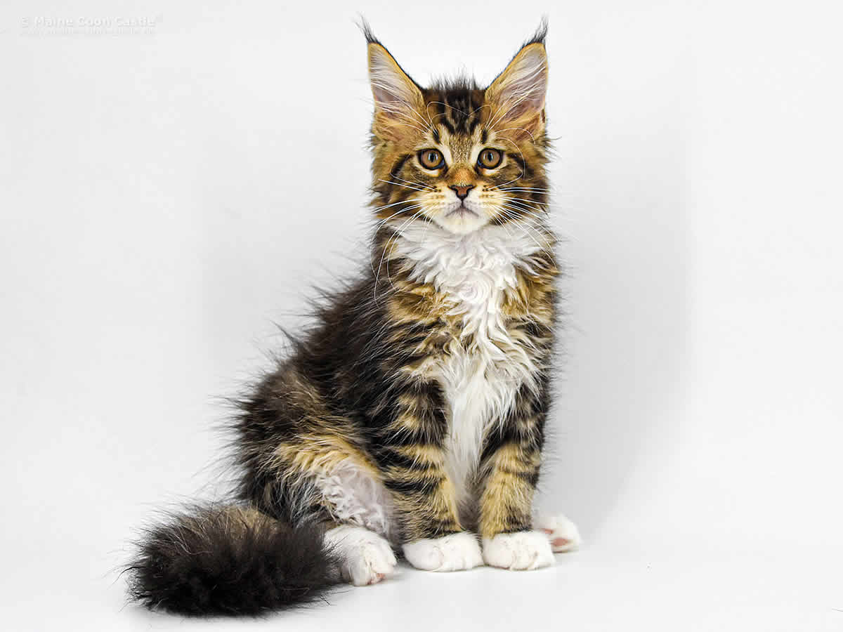 Cyrus of Maine Coon Castle Cyrus of Maine Coon Castle