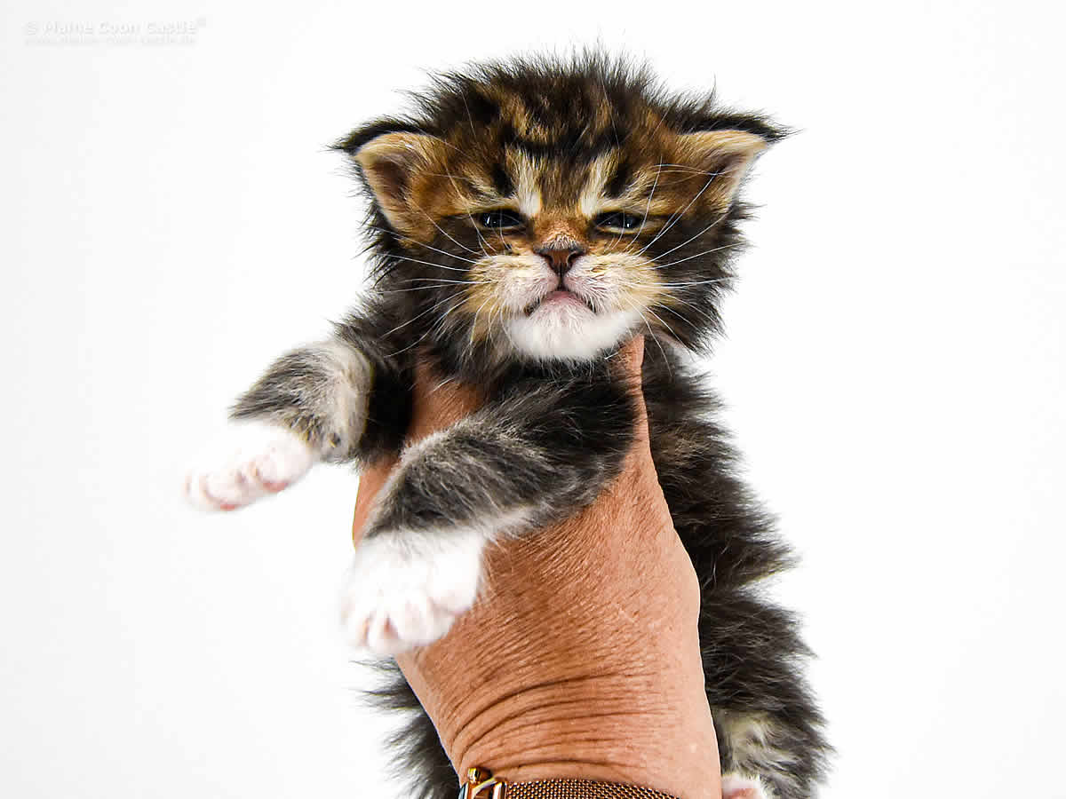 Cyrus 3 Wochen, 477g Cyrus 3 Wochen