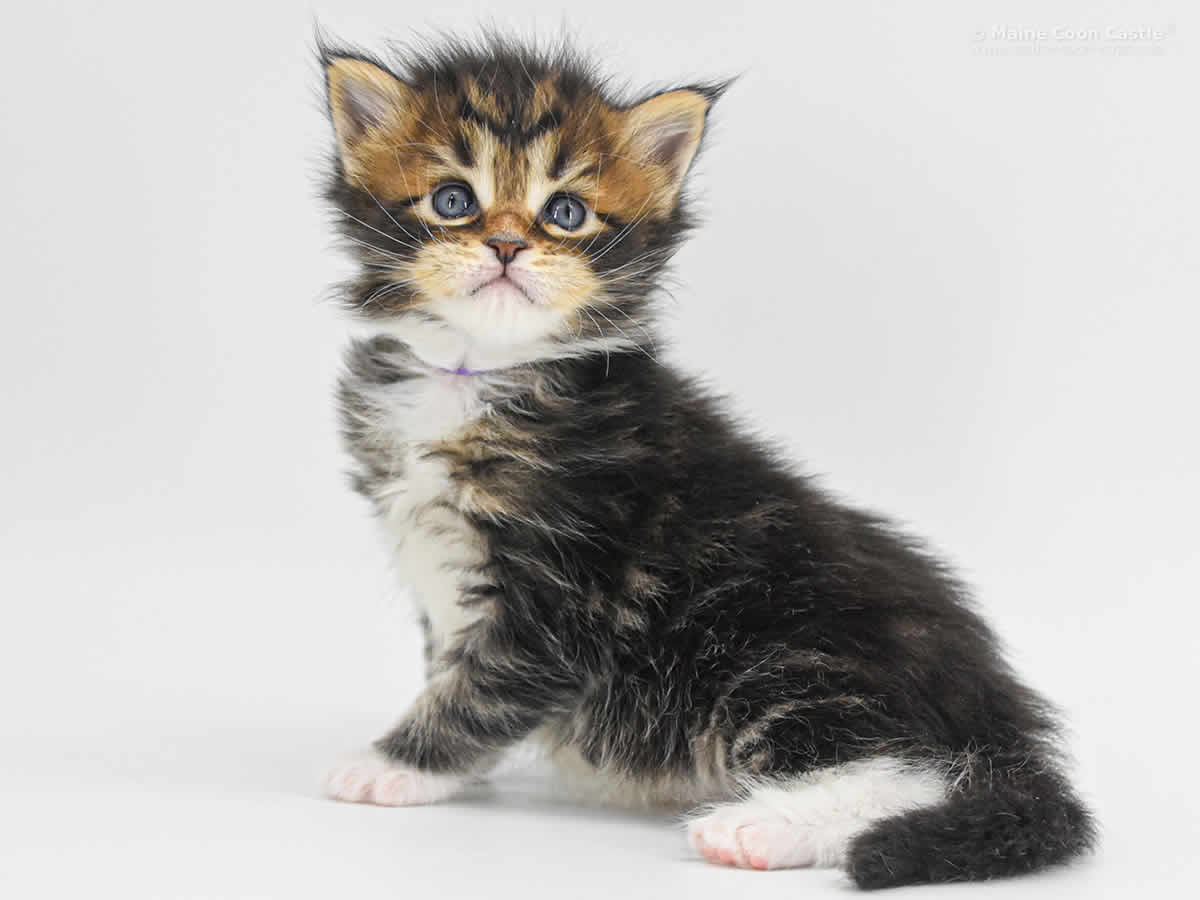 Cyrus 4 Wochen, 563g Cyrus 4 Wochen