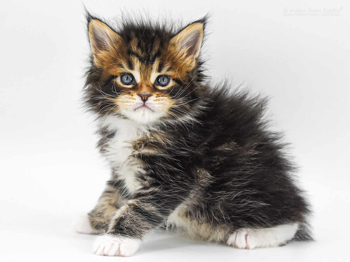 Cyrus 5 Wochen, 591g Cyrus 5 Wochen