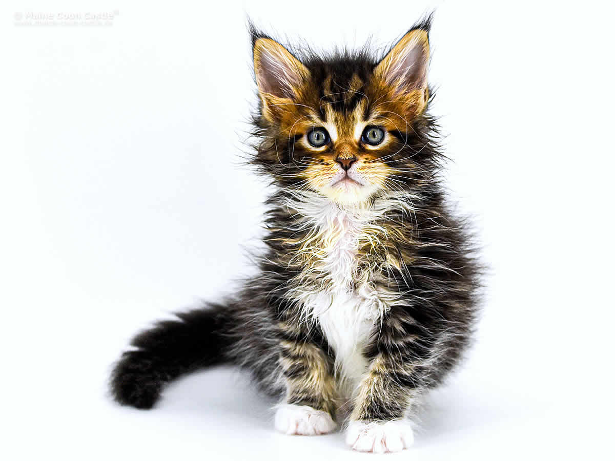 Cyrus 6 Wochen, 795g Cyrus 6 Wochen