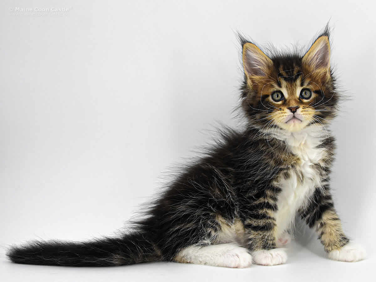 Cyrus 7 Wochen, 1020g Cyrus 7 Wochen